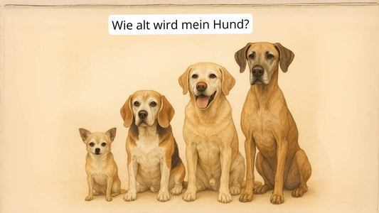 Wie alt wird mein Hund? Alles zur Lebenserwartung nach Rasse
