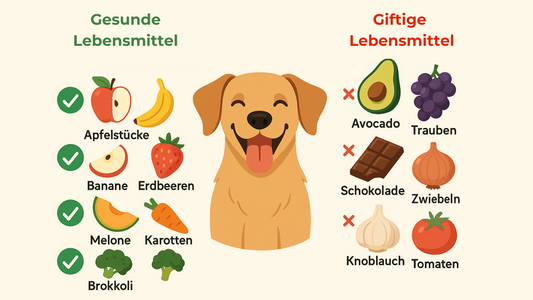 Obst & Gemüse für Hunde: Was ist gesund – und was giftig?